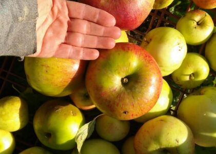 Apple Day 2023