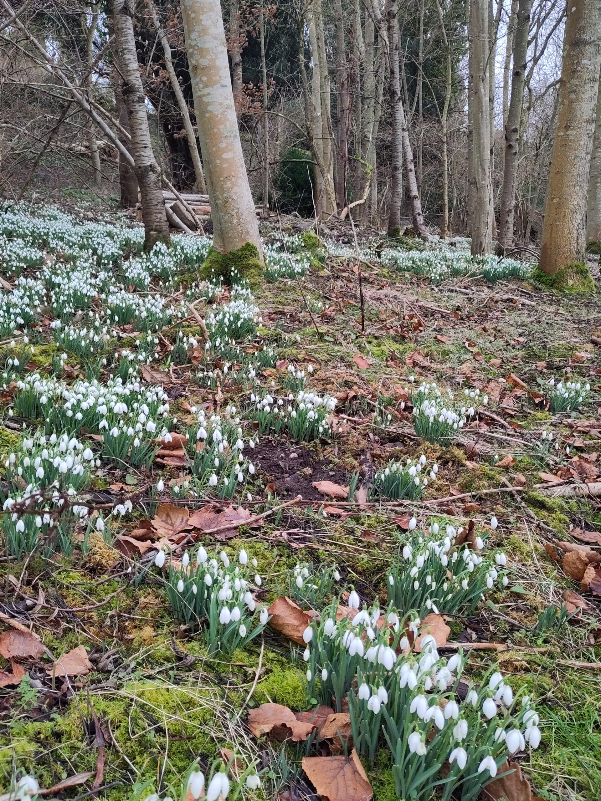 Snowdrop opening season – Scotland’s garden scheme – Sunday 16th Feb