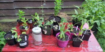 Plants/veggies searching for a new home