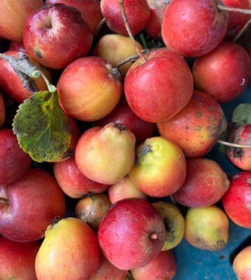 Apple Day 2024